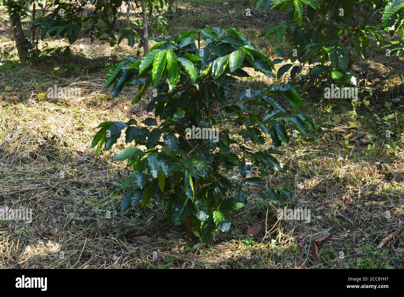 Coffea est un genre de plantes à fleurs de la famille des Rubiaceae. Les espèces de Coffea sont des arbustes ou de petits arbres indigènes à l'Afrique tropicale et australe. Banque D'Images