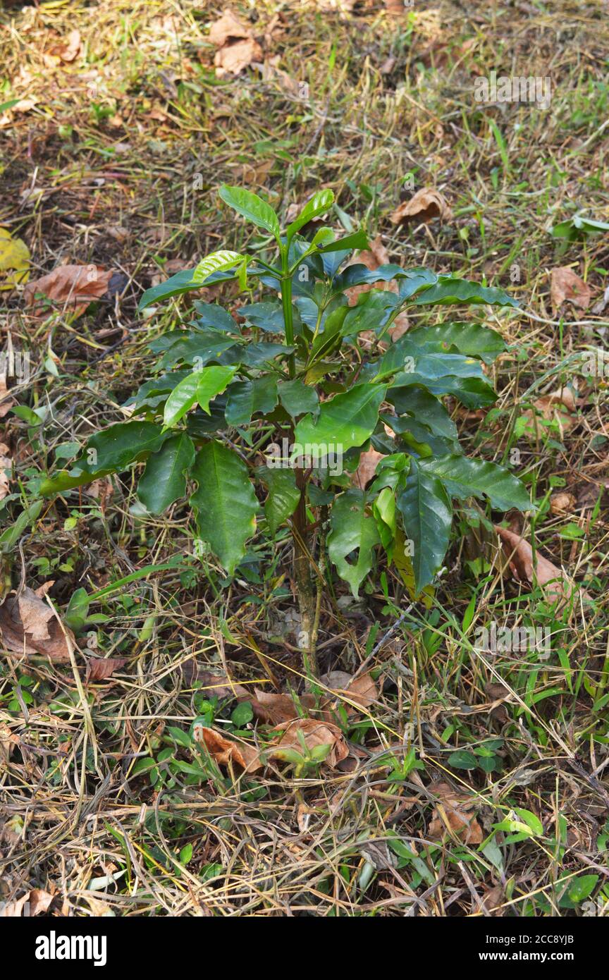 Coffea est un genre de plantes à fleurs de la famille des Rubiaceae. Les espèces de Coffea sont des arbustes ou de petits arbres indigènes à l'Afrique tropicale et australe Banque D'Images