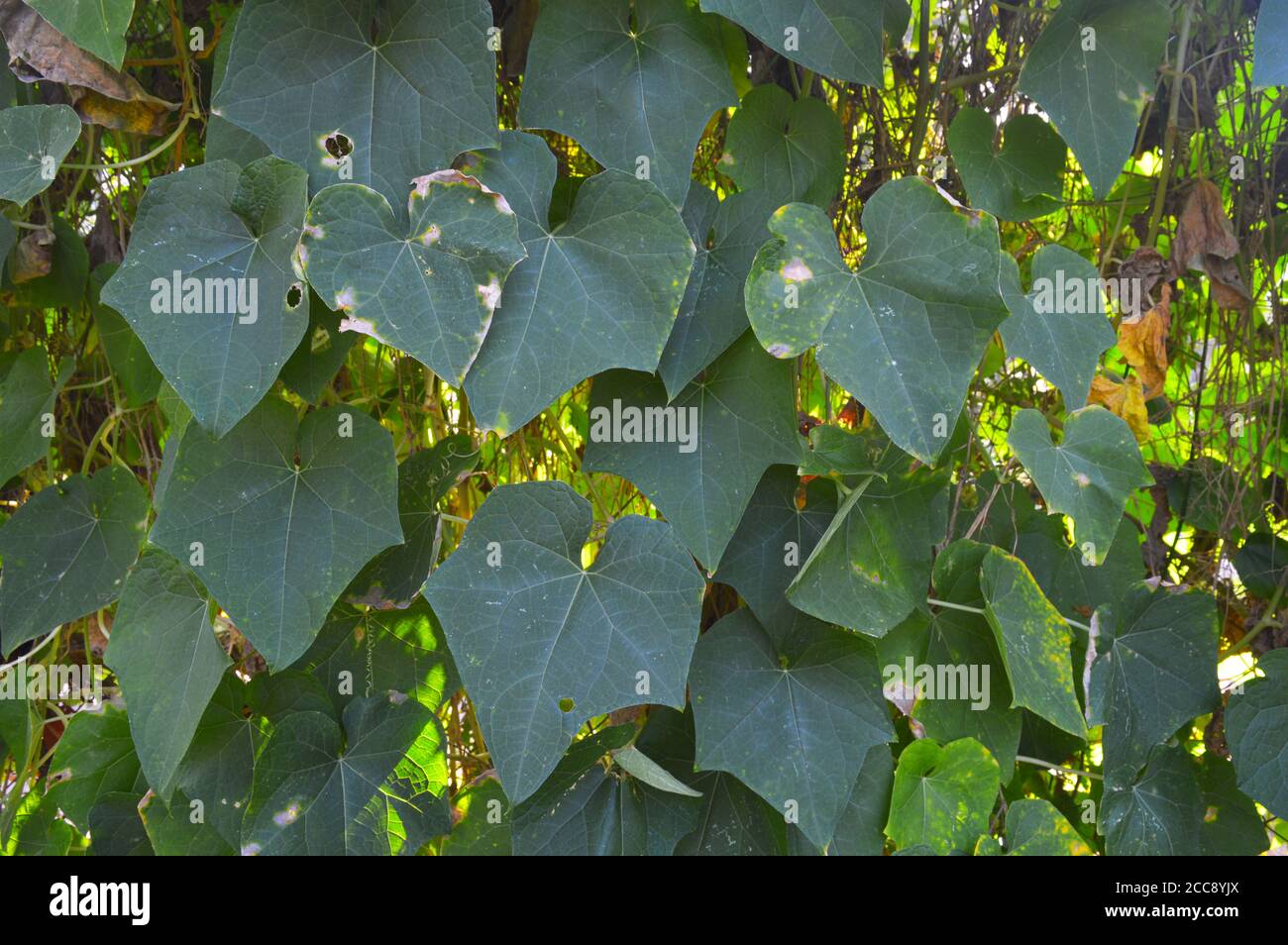 feuilles de citrouille formant un motif d'arrière-plan Banque D'Images