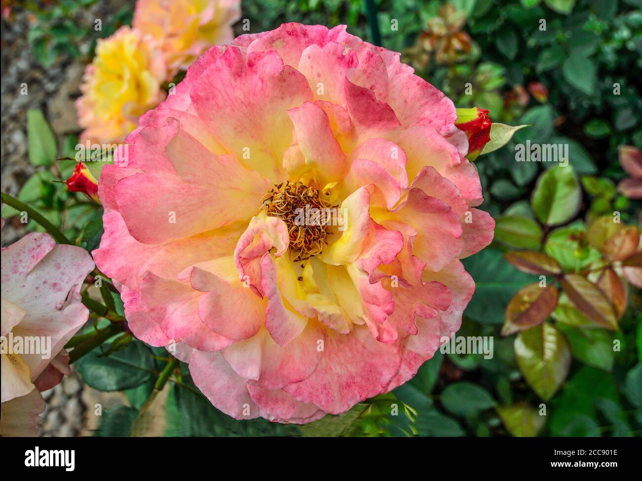 Belle rose délicate dans le jardin avec des pétales rose-jaune sur fond flou. Magnifique fleur de rose douce de près. Carte de vœux ou affiche à motif fleuri Banque D'Images