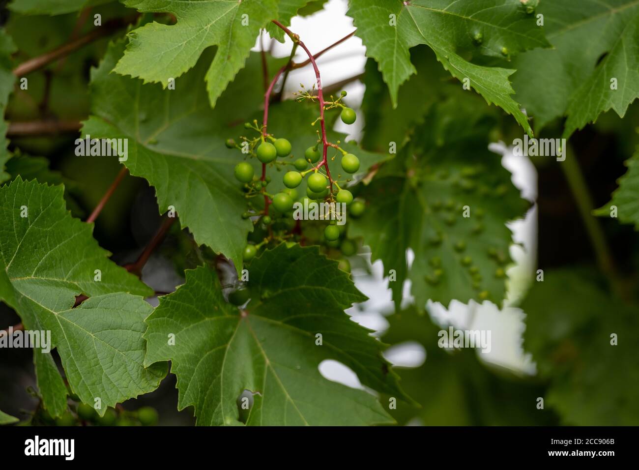 Grappe de raisins non mûrs sur une vigne. Gros plan. Feuilles de vigne vertes en arrière-plan Banque D'Images
