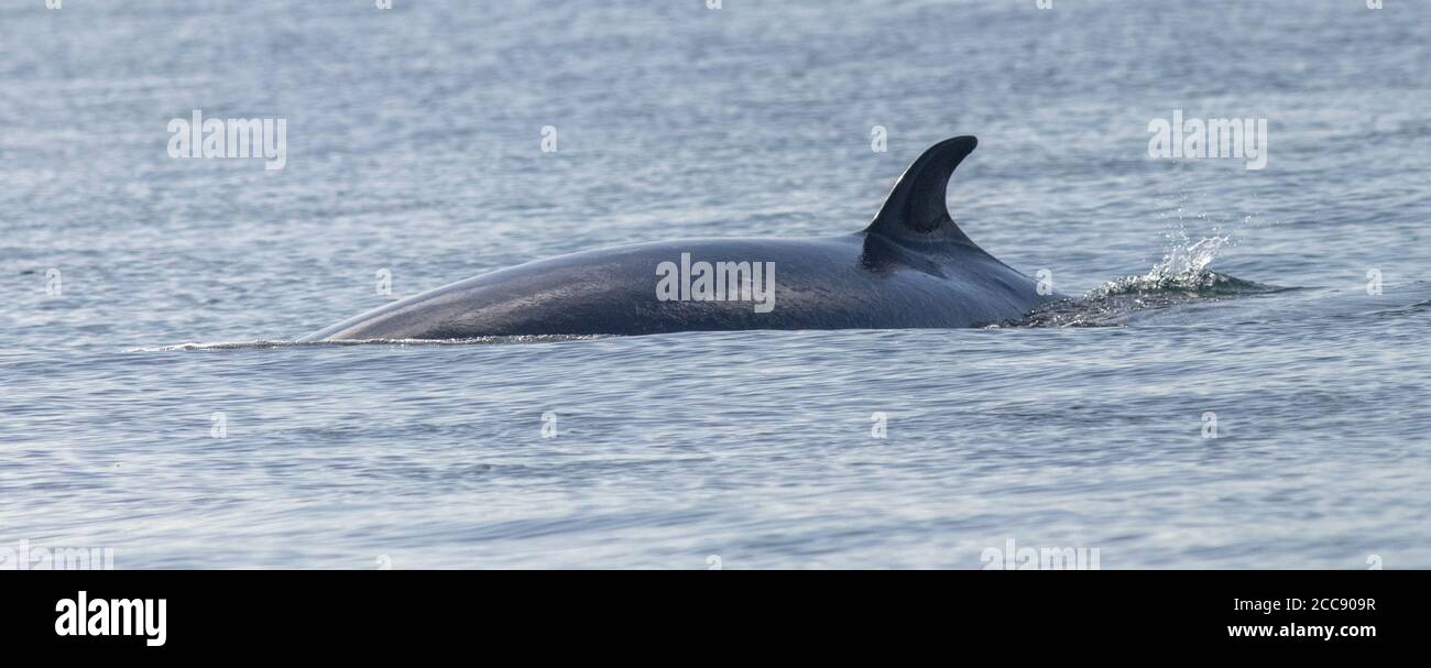 Petit rorqual dans la mer du Nord au large de Staithes cet été Banque D'Images