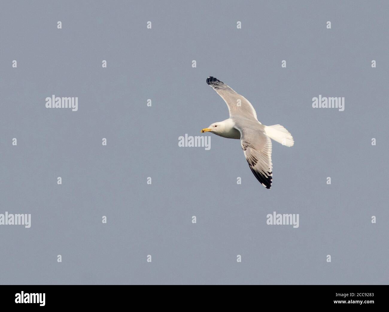 Troisième hiver Mouette Caspienne (Larus cachinnans) Illustration de la partie supérieure et de la queue moussée avancée aux pays-Bas Banque D'Images