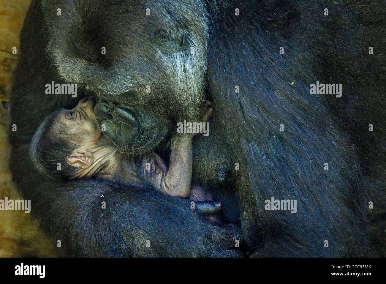 Kala, une gorille des basses terres de l'ouest, âgée de neuf ans, avec son bébé de 24 heures, à laquelle elle a donné naissance le mercredi 19 août, dans la maison Gorilla à Bristol Zoo Gardens. Banque D'Images