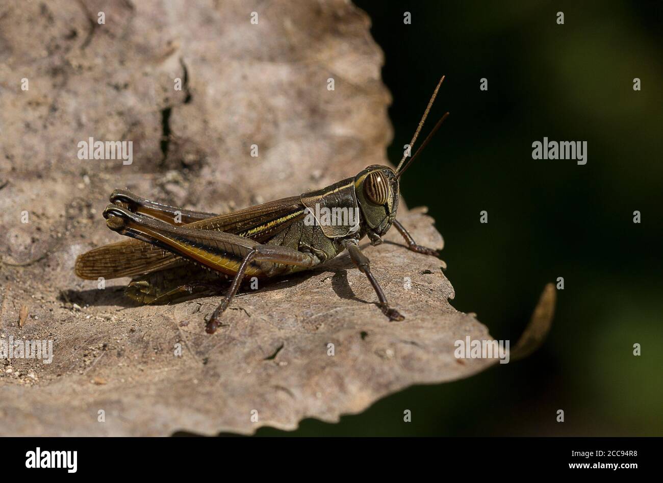 Puissard Ã feuilles mortes, Anacridium aegyptium, juvénile Banque D'Images