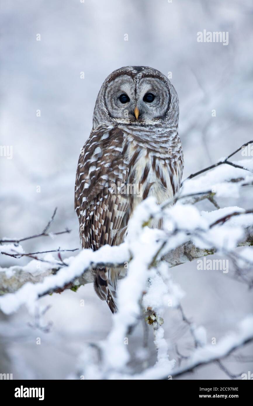 Un hibou barré perché dans un arbre après une chute de neige fraîche, Nord-Ouest, C.-B., Canada. Oiseau sauvage, photographié de manière éthique. Banque D'Images