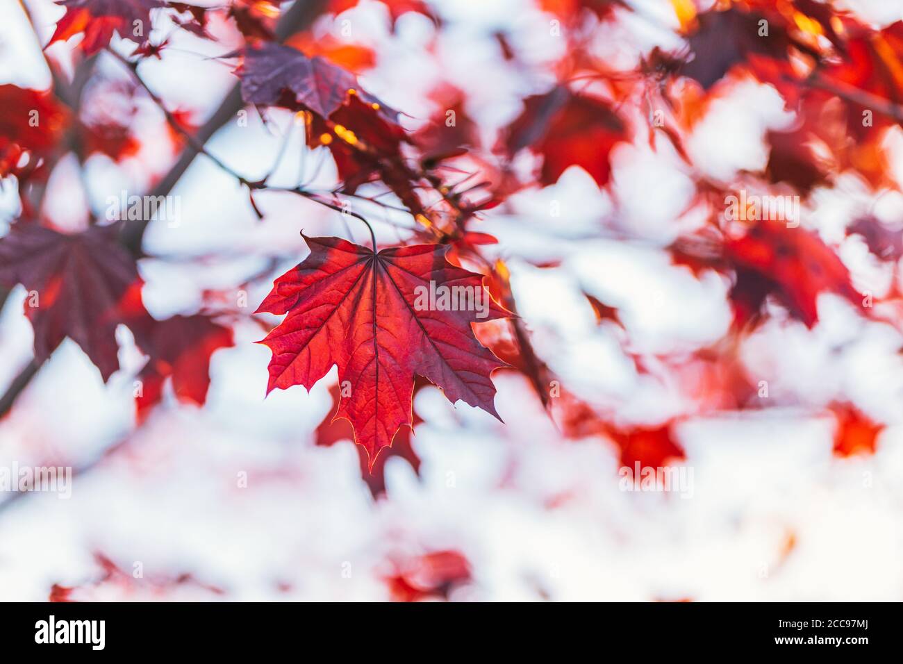 Belles branches avec des feuilles rouges d'érable de Norvège (Crimson King, Goldsworth Purple) en plein soleil. Mise au point sélective. Banque D'Images