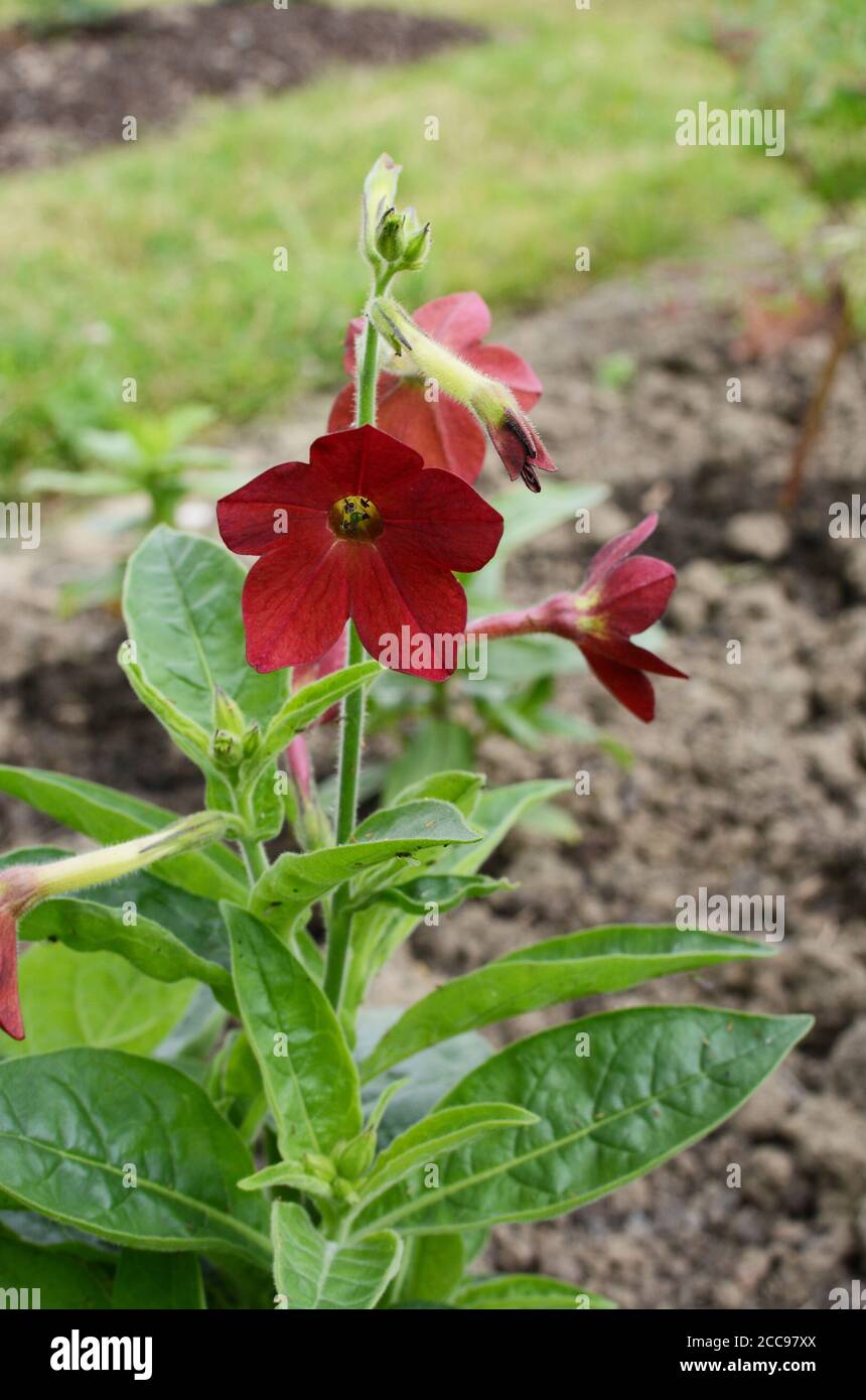 Fleurs de nicotiana rouge, Baby Bella, commençant à fleurir dans un lit de fleurs - Nicotiana x hybrida Banque D'Images