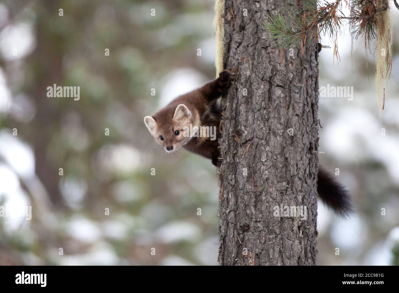 Martre américaine (Martes americana) regardant derrière un tronc d'arbre dans une forêt boréale enneigée, mettant en valeur sa nature curieuse et sa queue moelleuse. Banque D'Images