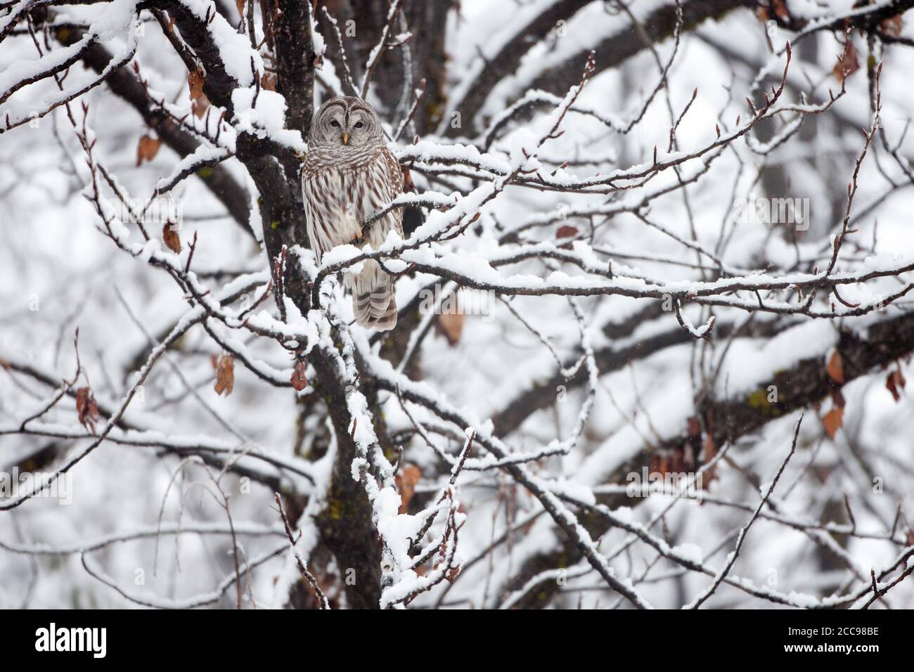 Un hibou barré perché dans un arbre après une chute de neige fraîche, Nord-Ouest, C.-B., Canada. Oiseau sauvage, photographié de manière éthique. Banque D'Images