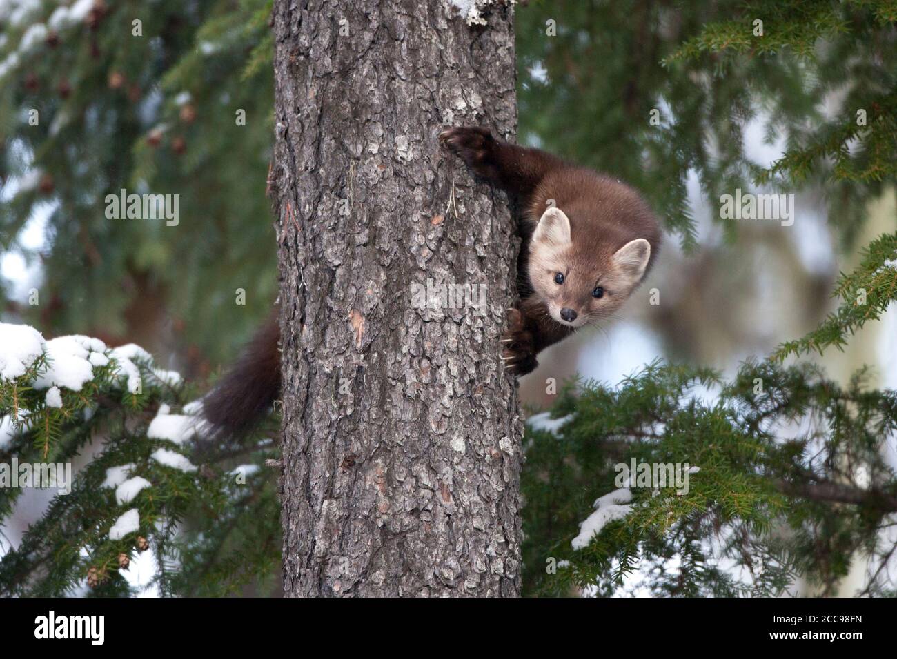 La martre d'Amérique (Martes americana) observe curieusement derrière un tronc d'arbre dans une forêt de conifères enneigée pendant l'hiver. Banque D'Images