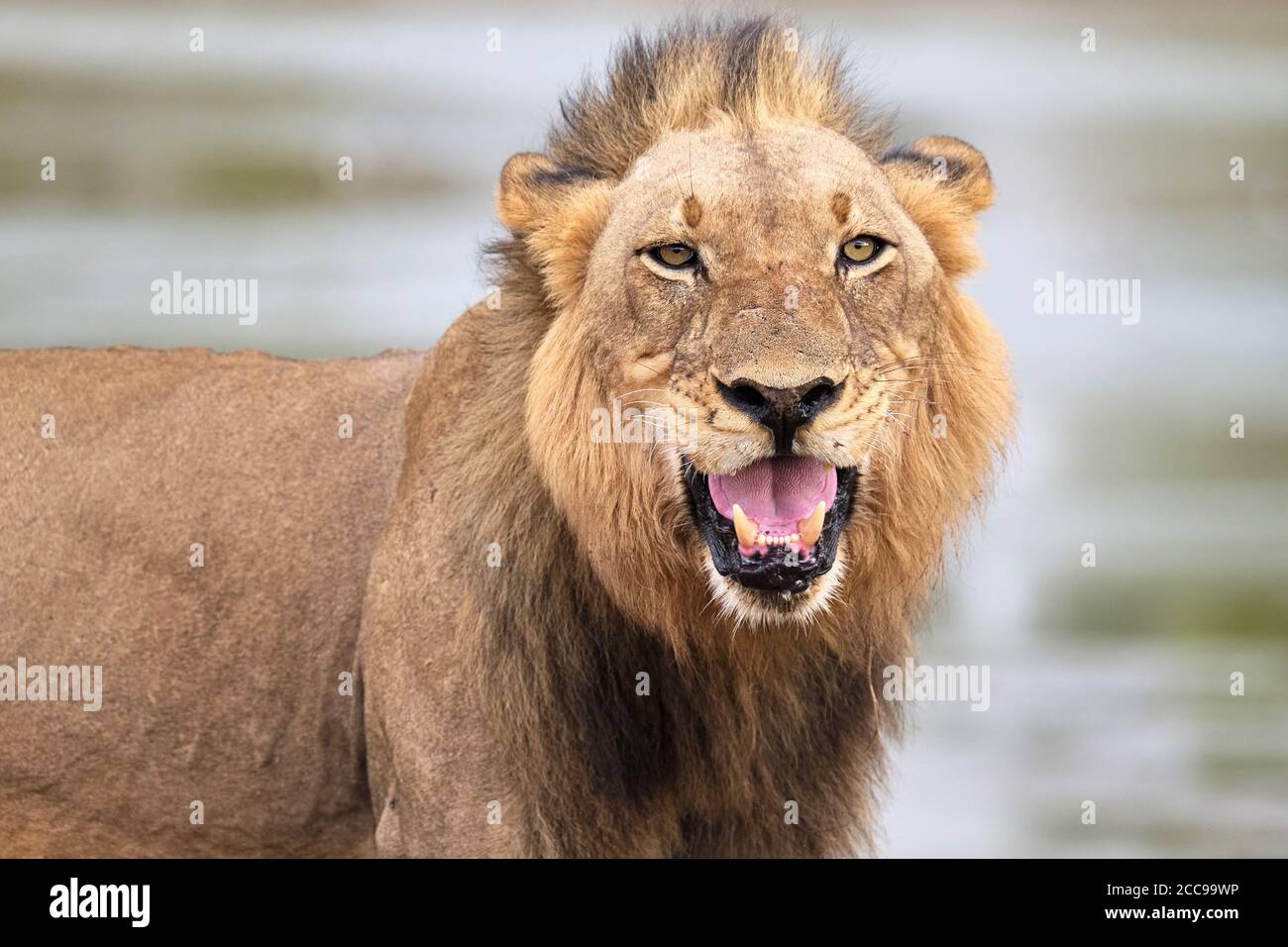 Portrait de Lion, Panthera leo, œil de visage en gros plan montrant ses dents dangereuses. Parc national de Luangwa Sud, Zambie Banque D'Images