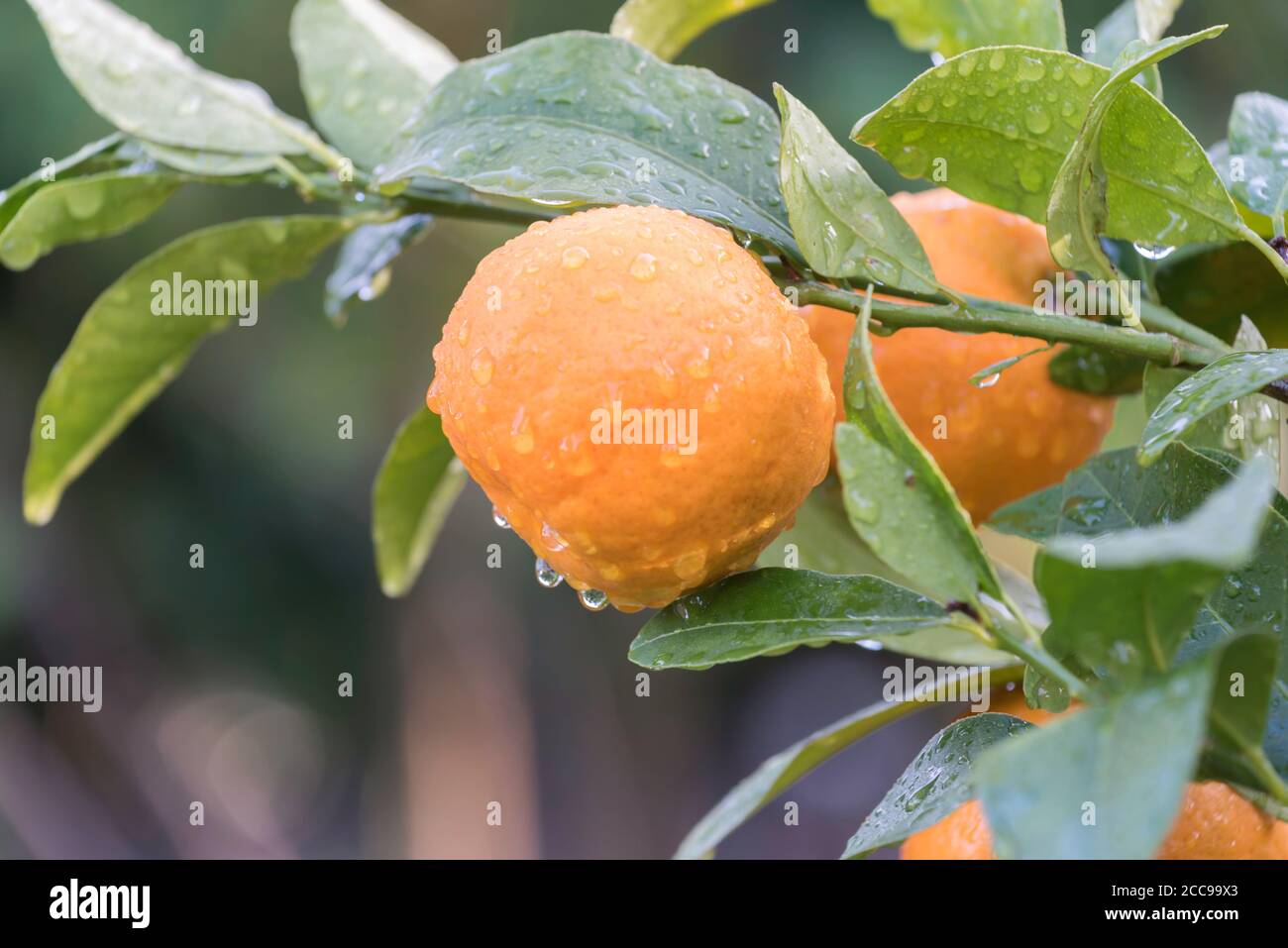 Après une matinée d'hiver, des gouttes d'eau s'accrochent dans le Lumière du soleil aux mandarines mûres juteuses (Citrus reticulata) Sur un citronnier d'arrière-cour à Sydney Banque D'Images