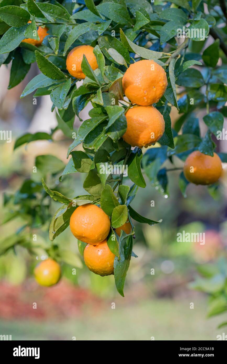 Après une matinée d'hiver, des gouttes d'eau s'accrochent dans le Lumière du soleil aux mandarines mûres juteuses (Citrus reticulata) Sur un citronnier d'arrière-cour à Sydney Banque D'Images