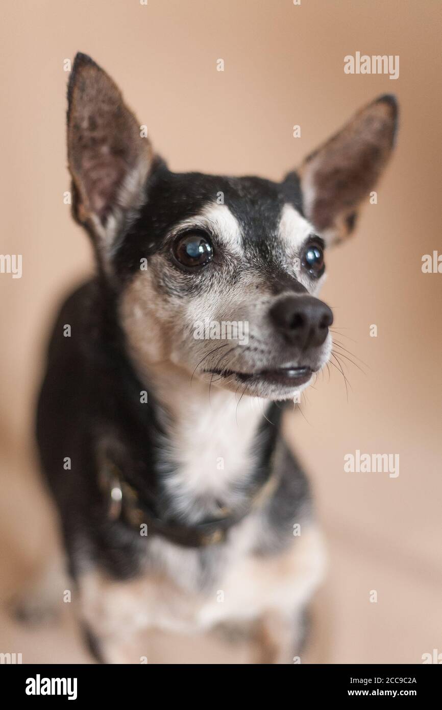 Adorable petit chien âgé de 14 ans - portrait Banque D'Images