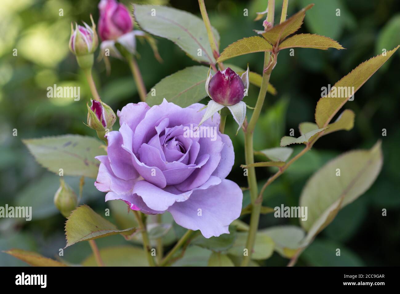 Macro extérieure de fleurs de rose violette en fleurs sur un arbuste avec  bourgeons, texture détaillée, vert naturel flou arrière-plan lors d'une  journée ensoleillée d'été Photo Stock - Alamy