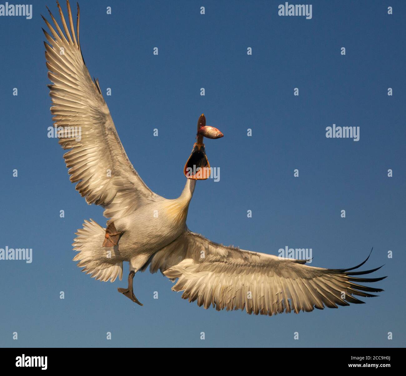 Pélican dalmatien (Pelecanus crispus) sur le lac Kerkini, Grèce. Attraper un poisson en plein air. Banque D'Images