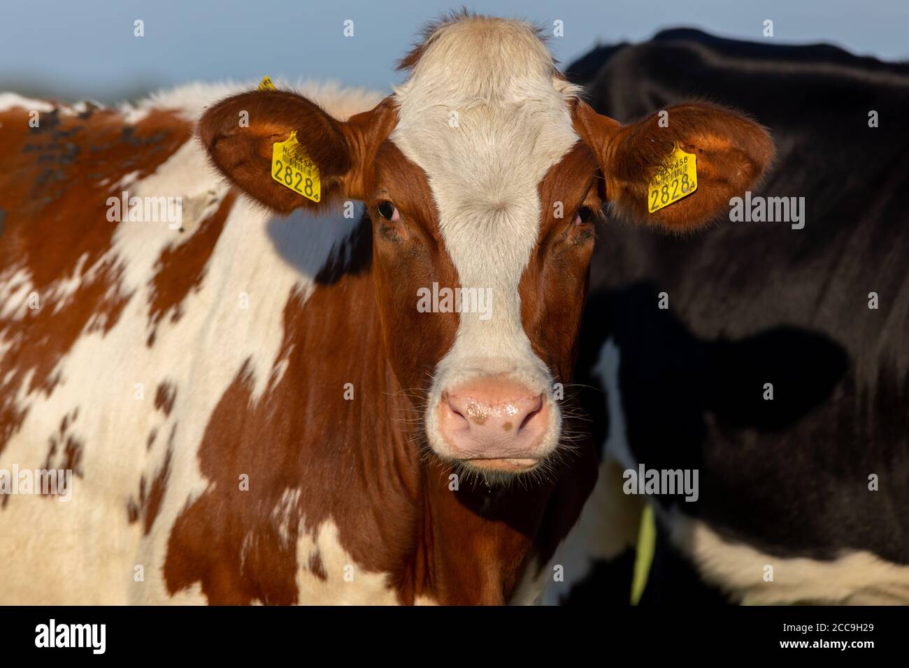 Irish simmental bovins dans un ranch agricole en Europe pour industrie du lait et de la viande Banque D'Images