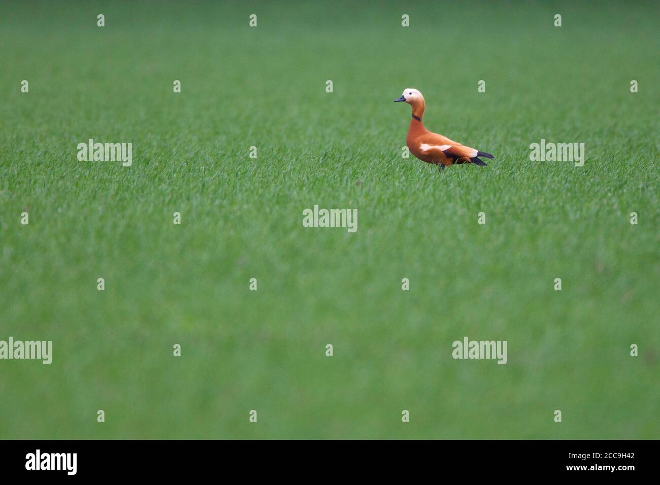 Homme Ruddy Shelduck (Tadorna ferruginea) debout dans un pré vert aux pays-Bas. Banque D'Images