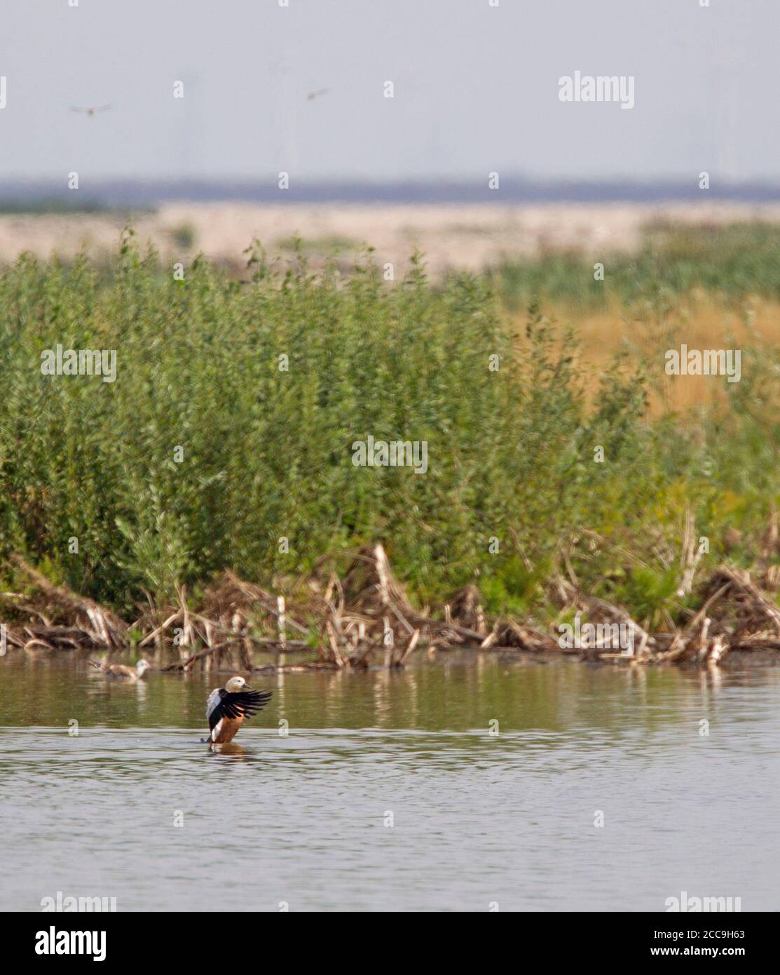 Homme Ruddy Shelduck (Tadorna ferruginea) nageant devant le Marker Wadden à la fin de l'été aux pays-Bas. Banque D'Images