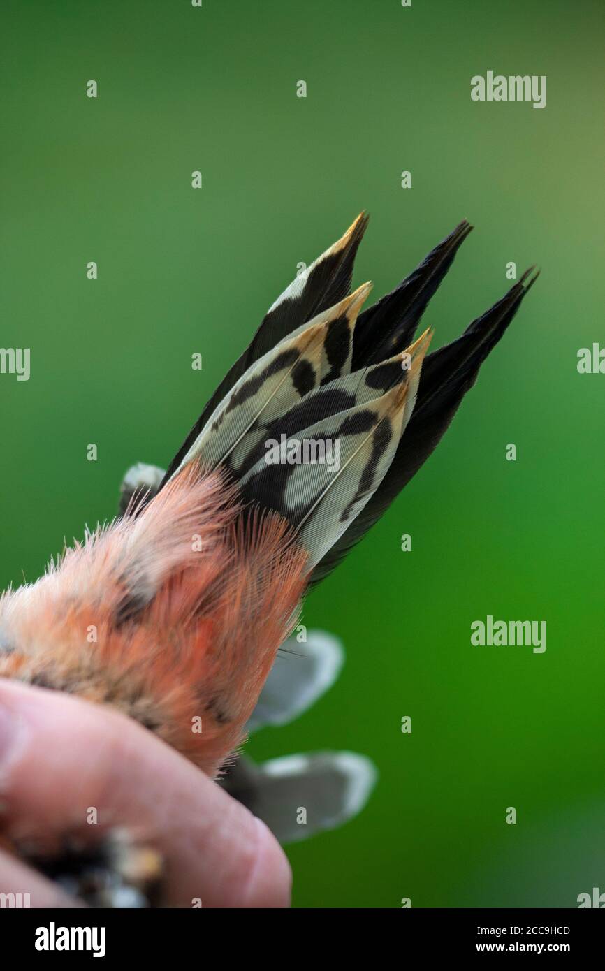 Pic à pois moyens juvéniles (Dendrocopos medius) dans la main pendant la séance de sonnette aux pays-Bas. Sous la queue et les couvre-lits. Banque D'Images