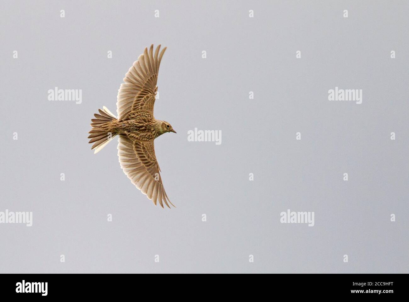 Le Skylark eurasien (Alauda arvensis) se banking dans l'air moyen aux pays-Bas. Banque D'Images