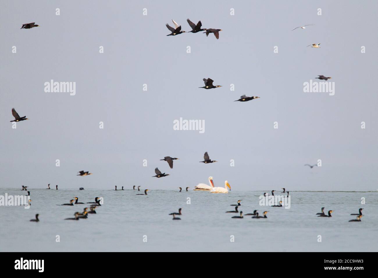 Hivernant les grands Cormorans et les Pélicains dalmates (Pelecanus crispus) nageant, et volant au-dessus, sur le lac Kerkini en Grèce. Banque D'Images