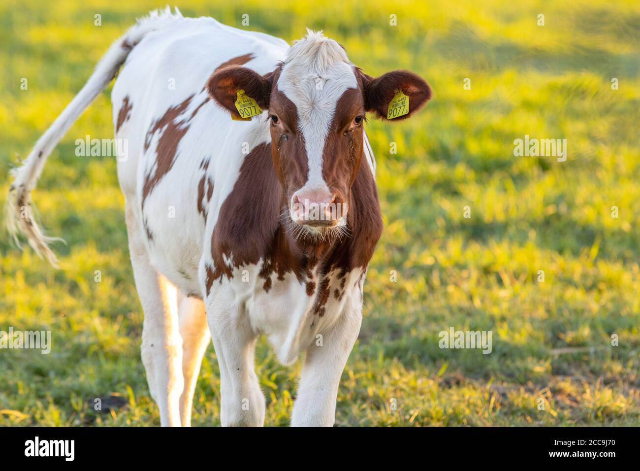 Irish simmental bovins dans un ranch agricole en Europe pour industrie du lait et de la viande Banque D'Images