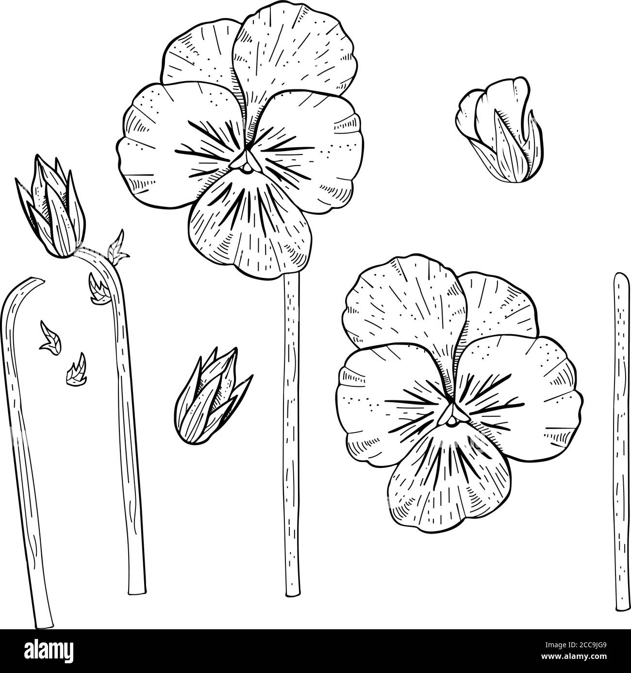 Cliquez sur des fleurs de pansy dessinées à la main. Illustration de Vecteur