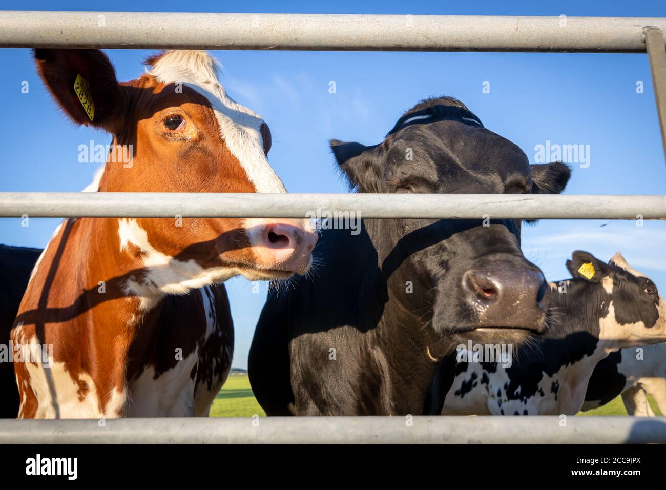 Élevage de bovins dans le ranch animaux de ferme d'Europe Banque D'Images