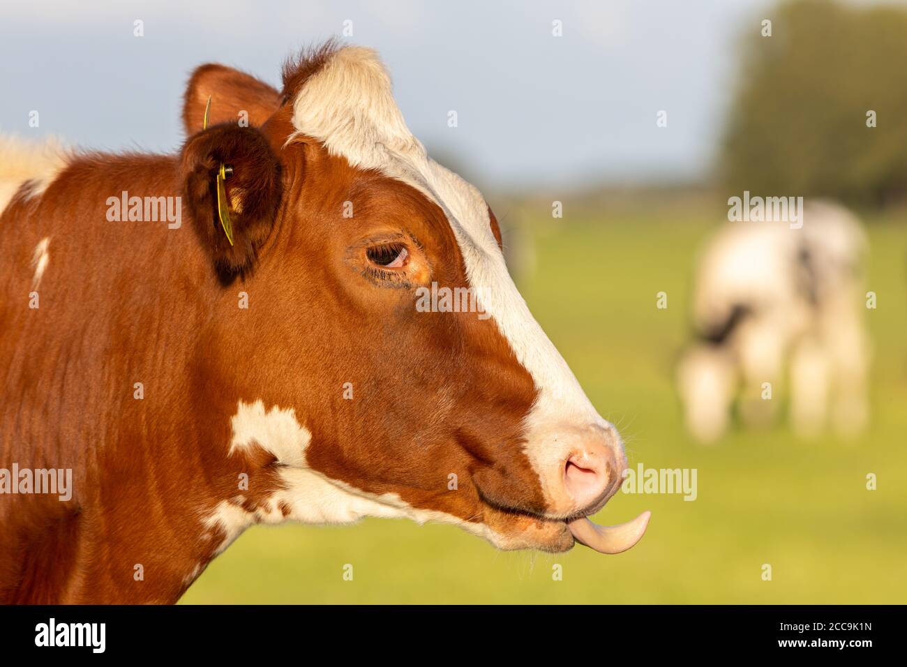 Irish simmental bovins dans un ranch agricole en Europe pour industrie du lait et de la viande Banque D'Images