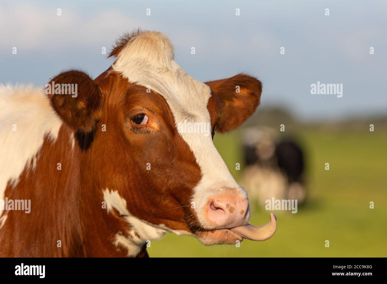 Irish simmental bovins dans un ranch agricole en Europe pour industrie du lait et de la viande Banque D'Images