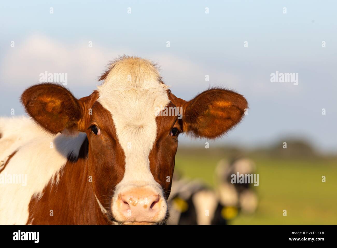 Irish simmental bovins dans un ranch agricole en Europe pour industrie du lait et de la viande Banque D'Images
