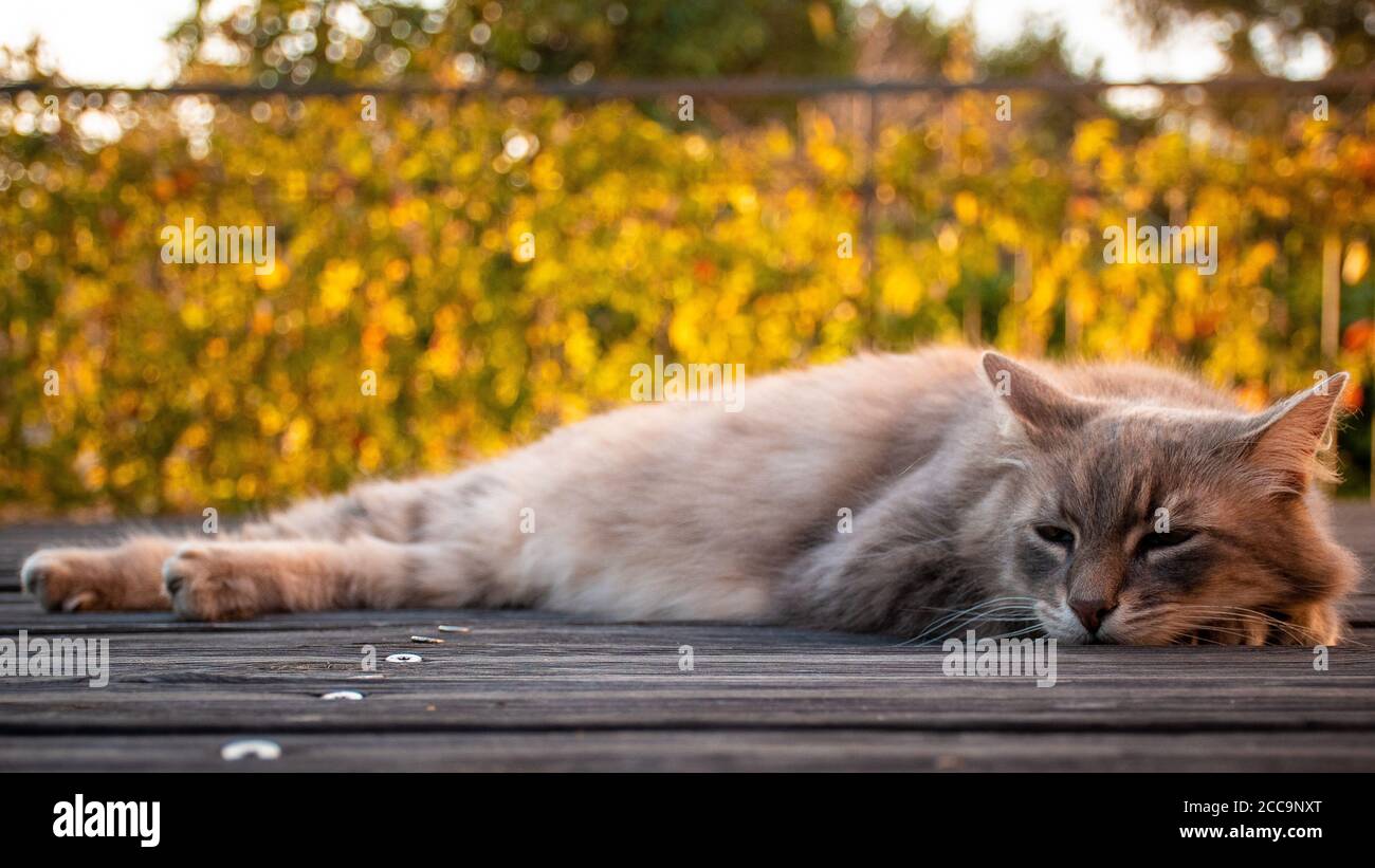 Cat allongé sur le sol Banque D'Images