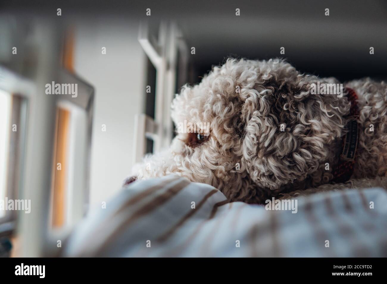 Chien paresseux donnant sur la fenêtre Banque D'Images