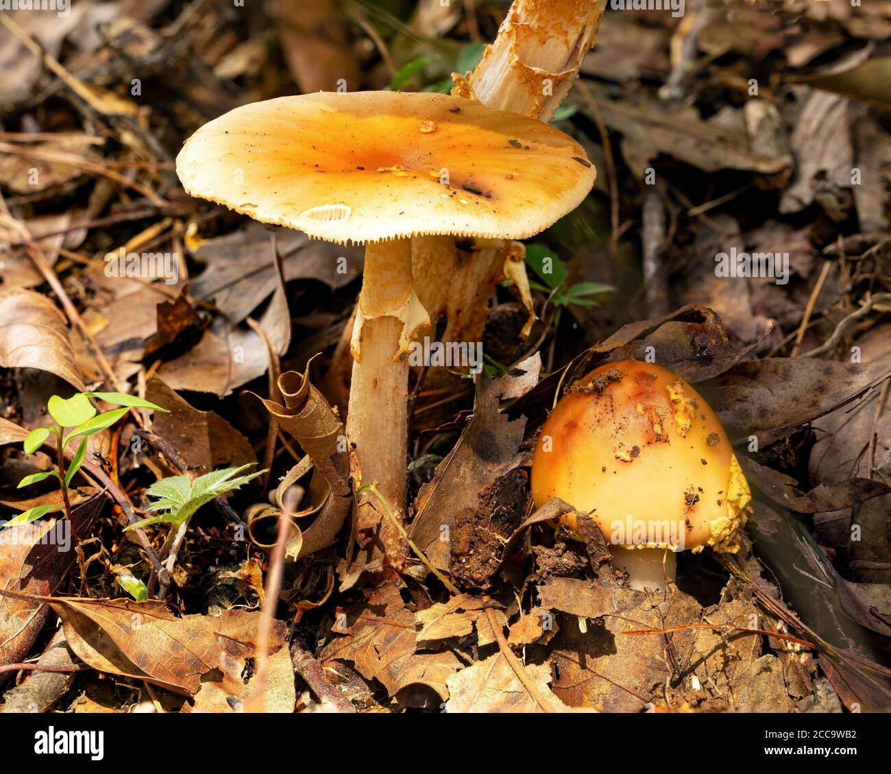 Deux champignons à différents stades de croissance. L'un est entièrement ouvert et l'autre est en train d'émerger. Banque D'Images