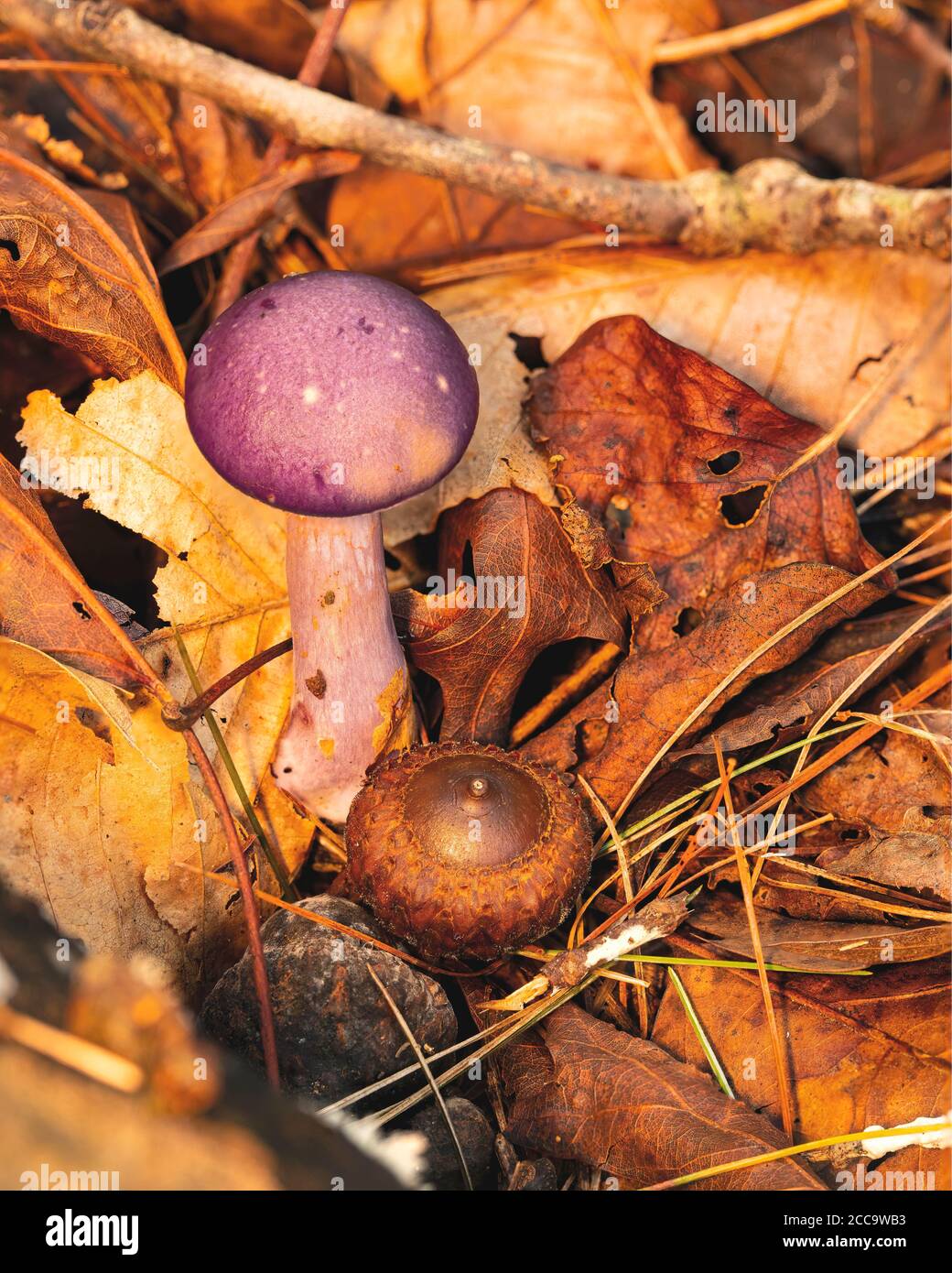 Petit champignon violet vu sur le plancher de la forêt avec des glands et des feuilles. Banque D'Images