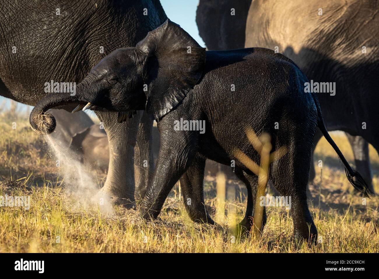 Le bébé éléphant, petit et humide, se donne une poussière bath tout en marchant avec son troupeau dans la rivière Chobe Botswana Banque D'Images