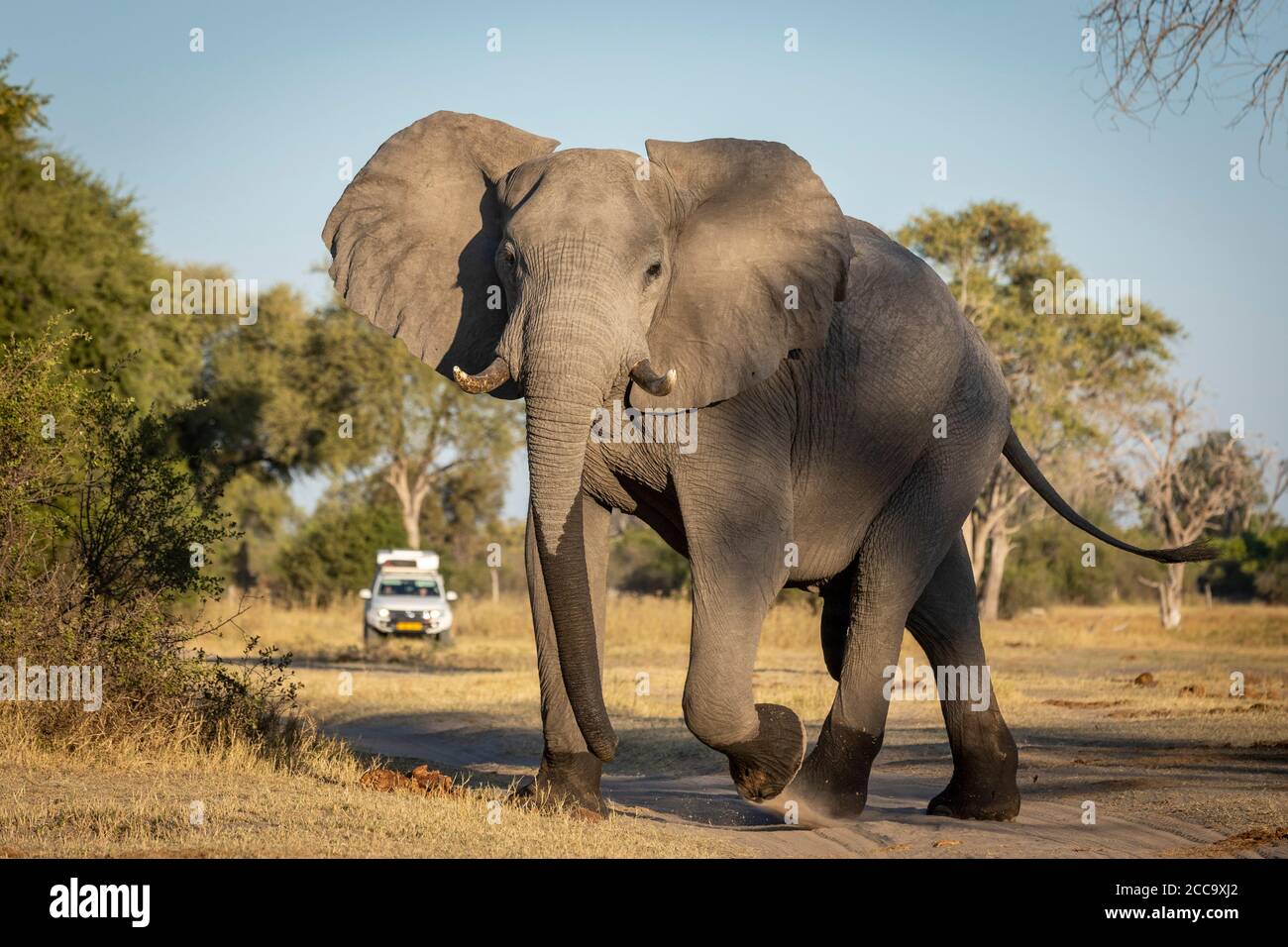 Jeune éléphant mâle avec des marques d'eau mouillées sur ses jambes et le tronc marchant vers la caméra tête avec un touriste Véhicule en arrière-plan dans la rivière Khwai Banque D'Images