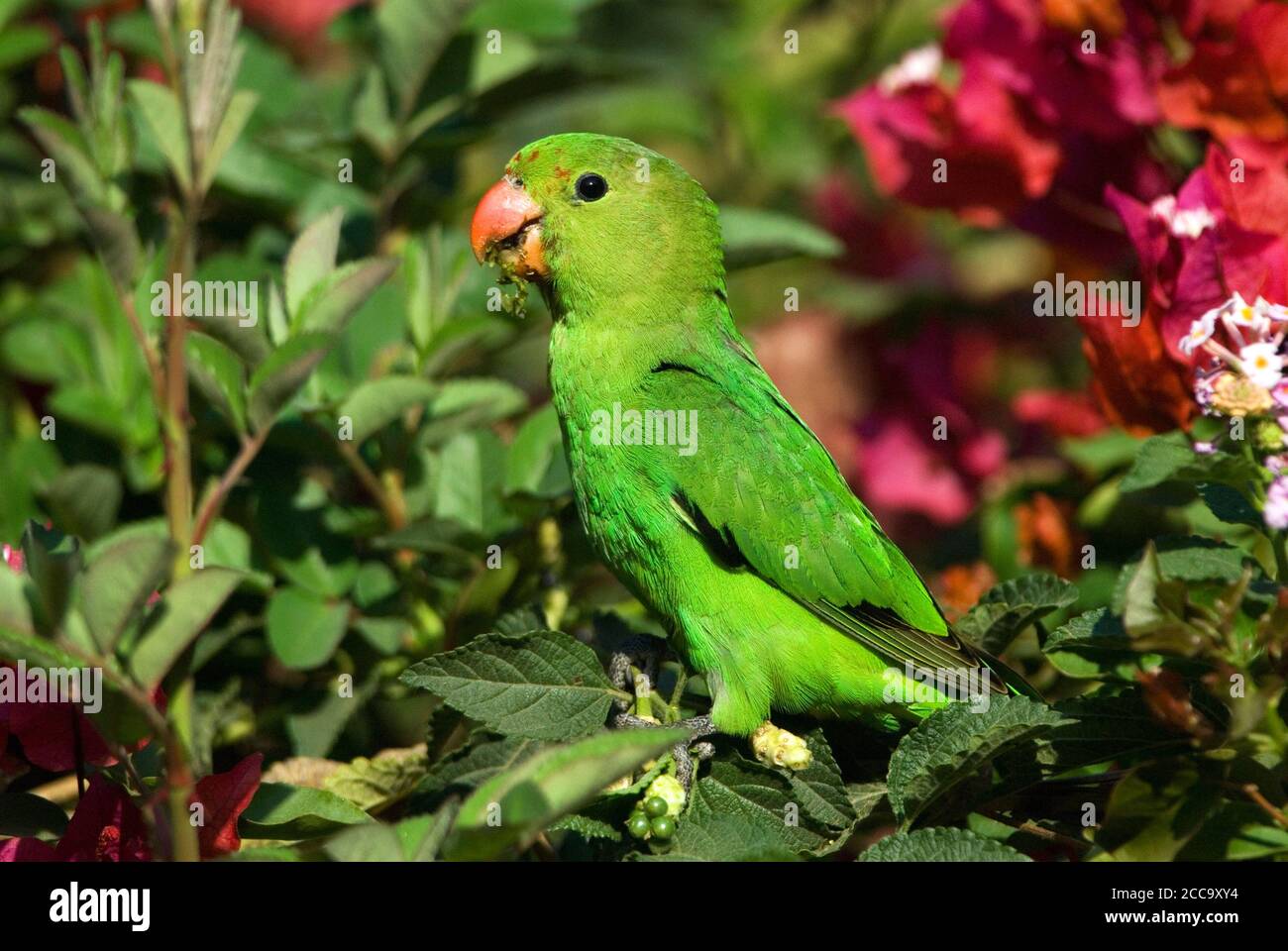 Un oiseau de rivage à ailes noires (Agapornis taranta) qui se trouve dans un brousse vert avec des fleurs tropicales en Afrique. Banque D'Images