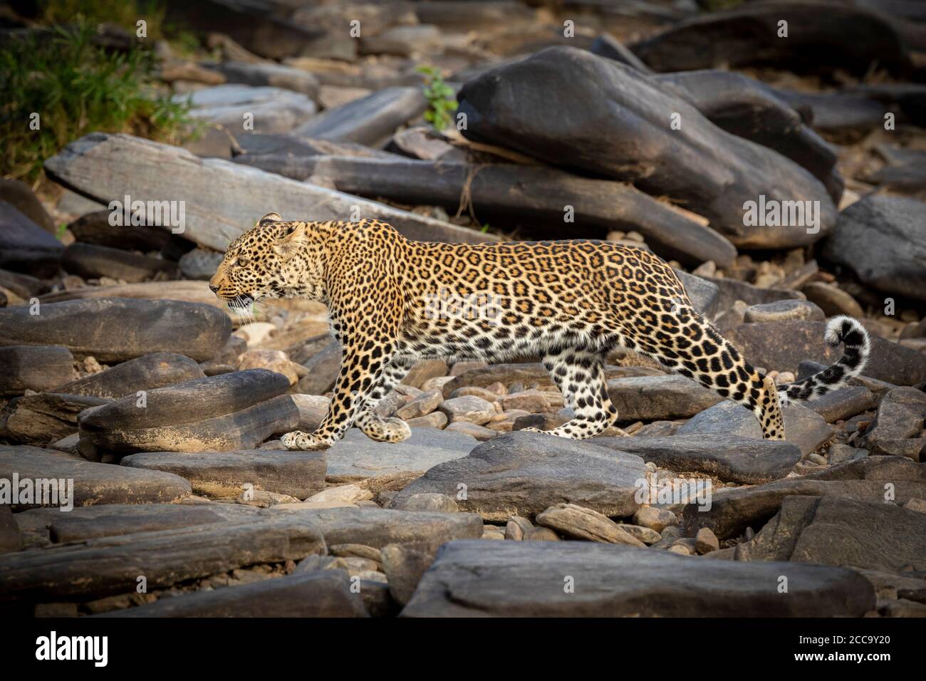 Vue sur le paysage d'un magnifique léopard qui se promeuvent en douceur Rochers dans un lit de rivière sec à Masai Mara Kenya Banque D'Images