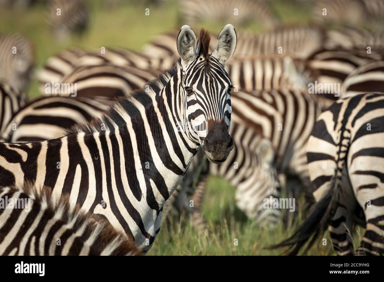 Tête sur le paysage de la moitié du corps zébré regardant la tête sur à la caméra se tenant au milieu d'un troupeau de zébrures dans Serengeti Tanzanie Banque D'Images