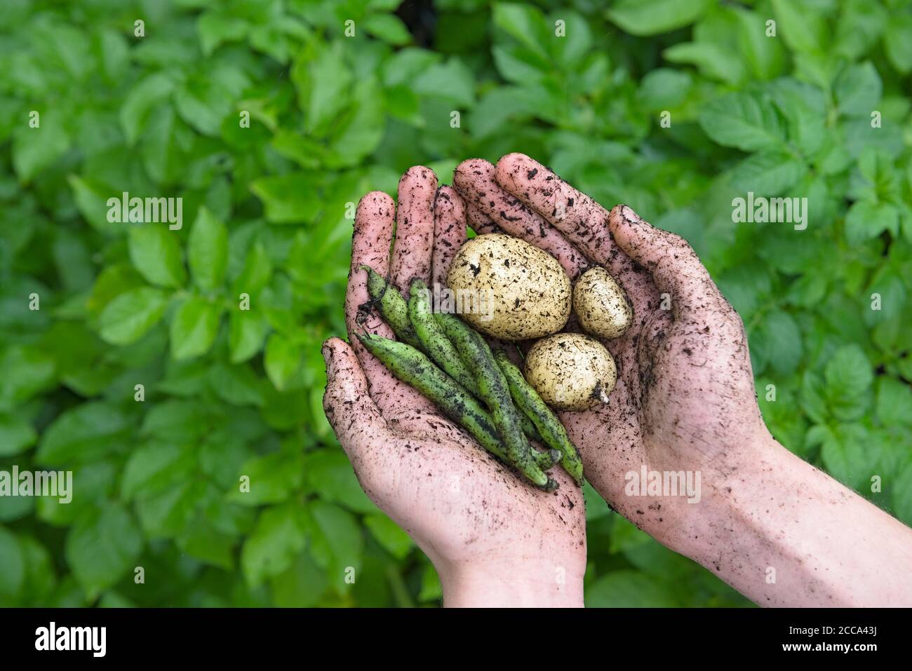 Fond vert vif et verdoyant derrière les jeunes mains qui contiennent des pommes de terre blanches boueuses et des haricots à longue gousse géants sains d'exposition. Une alimentation naturelle saine. Banque D'Images