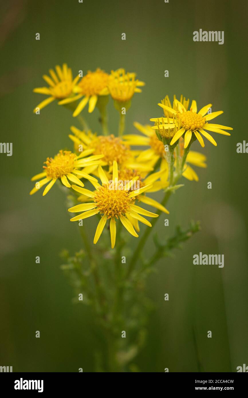 Ragoe commun (Jacobaea vulgaris) Banque D'Images