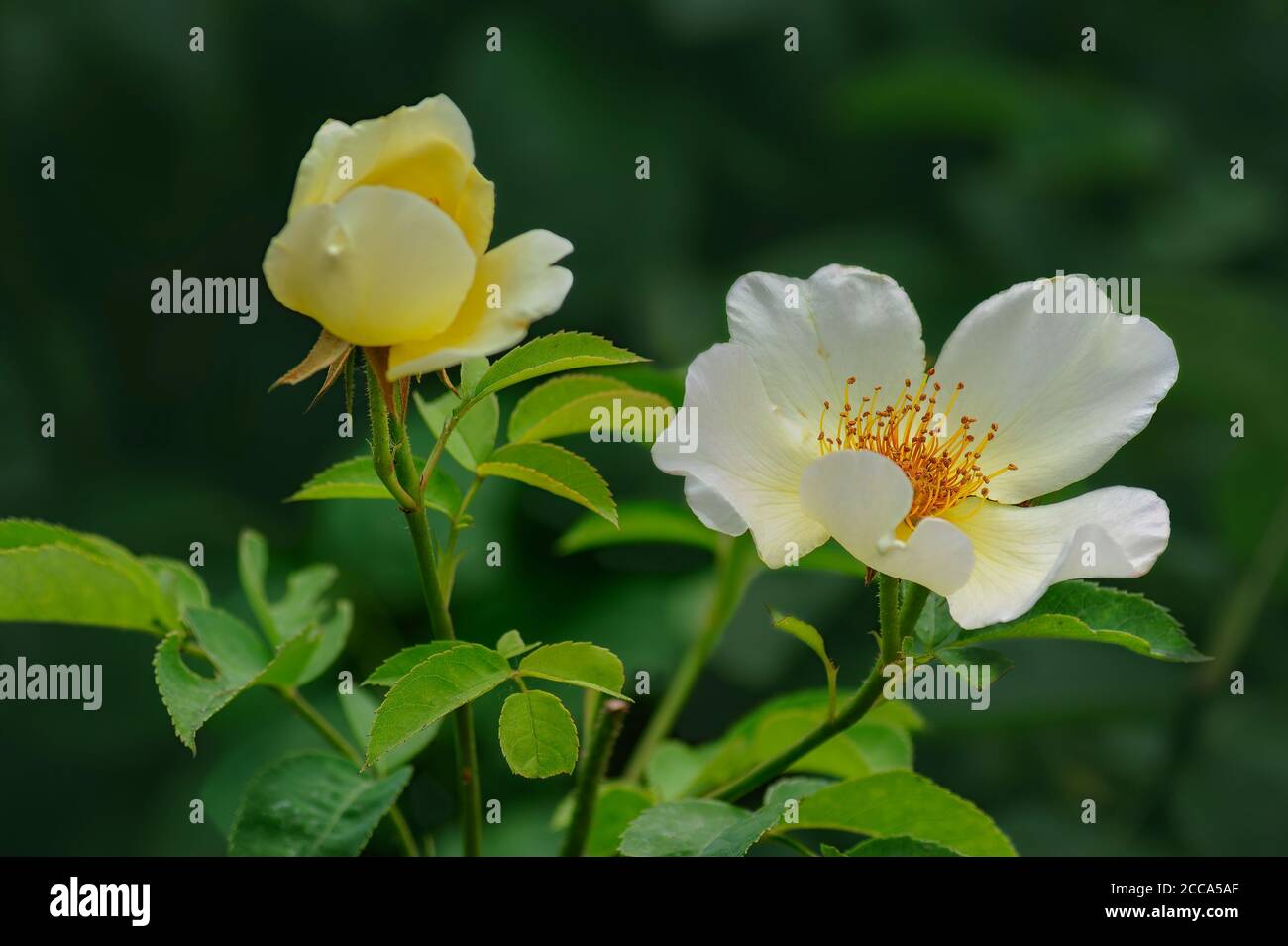 Gros plan sur une rose à l'ancienne Banque D'Images