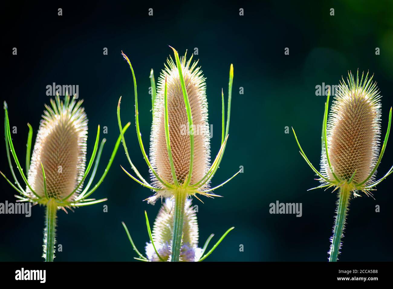 La lumière du soleil met en lumière la structure délicate de la mauvaise herbe de chardon sauvage. Banque D'Images