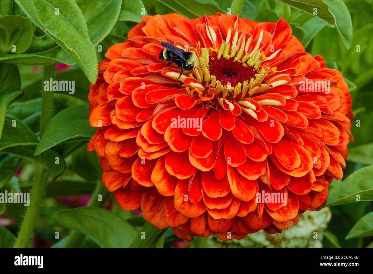 Une abeille bourdonneuse sur une fleur pleine de Zinnia dedans un jardin Banque D'Images