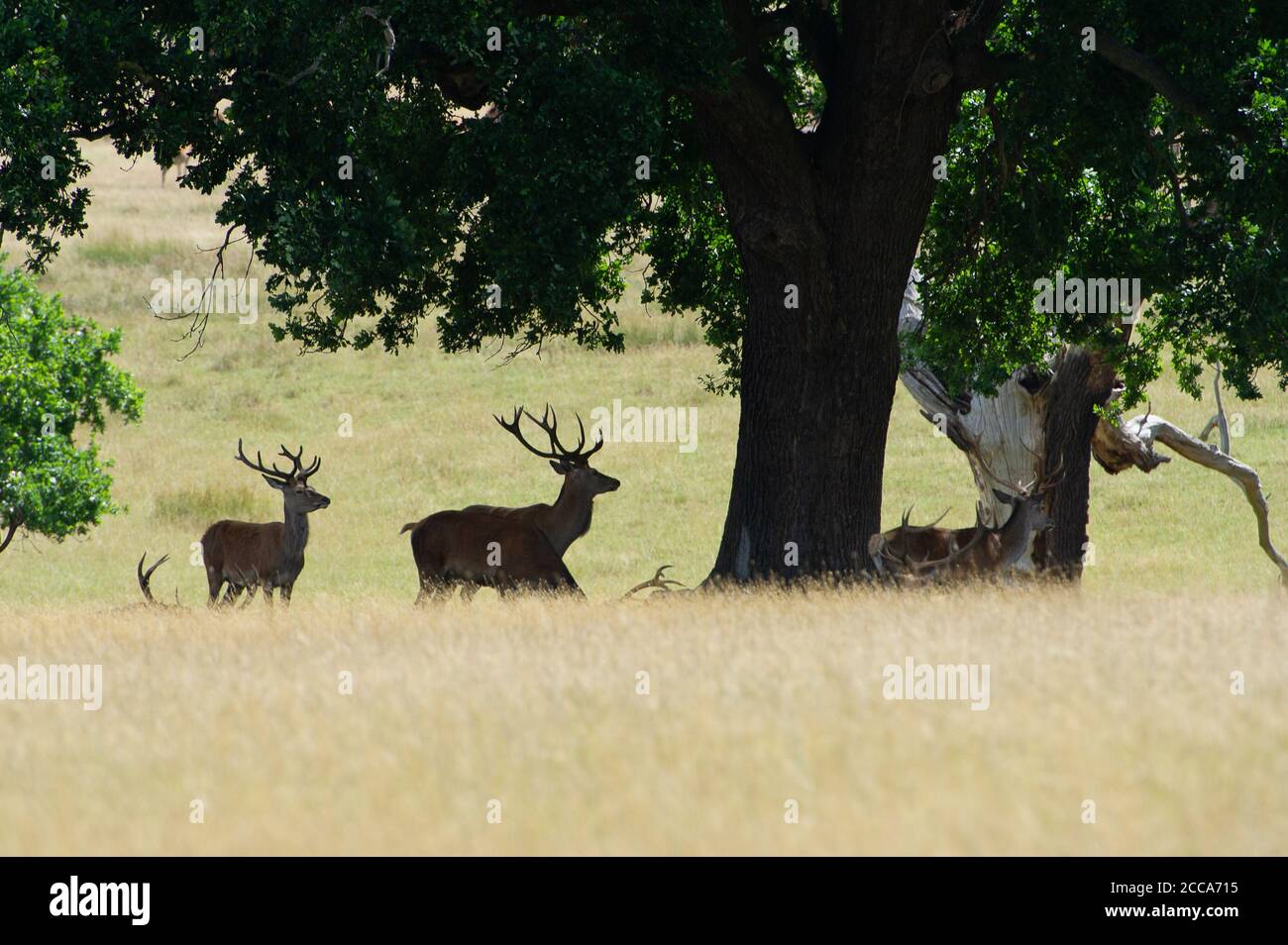 Windsor, Berkshire, Royaume-Uni. 20 août 2020. Un troupeau de cerfs blait dans le Grand parc de Windsor aujourd'hui alors que le soleil revenait après une journée de pluie torrentielle hier. Crédit : Maureen McLean/Alay Live News Banque D'Images