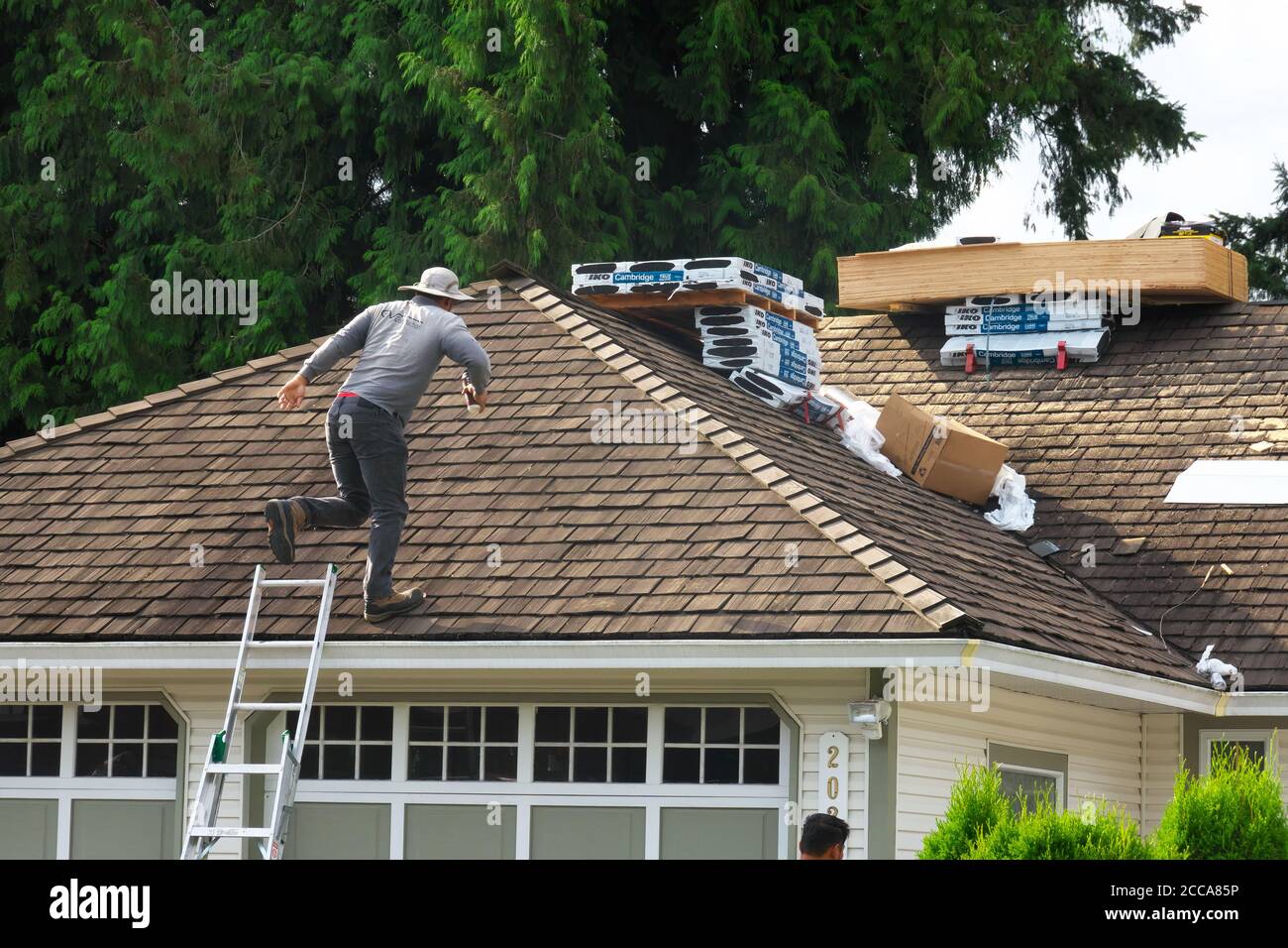Un homme qui marche sur un toit résidentiel depuis une échelle se préparant à remplacer les bardeaux de cèdre par des bardeaux de Duroid ou d'asphalte. Photo. Banque D'Images
