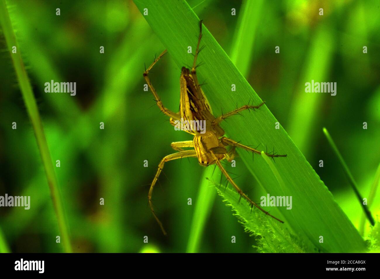 Une araignée de lynx (oxyopes javanus) rampant sur l'herbe verte. Banque D'Images
